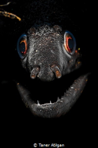 Snooted eel portrait by Taner Atilgan 